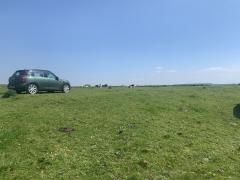 A few cows to navigate round